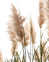 Cortaderia selloana